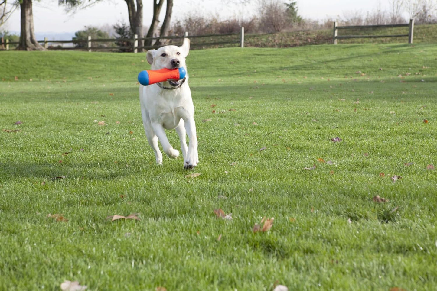 Chuckit! Tumble Bumper Toy for Dogs, Medium