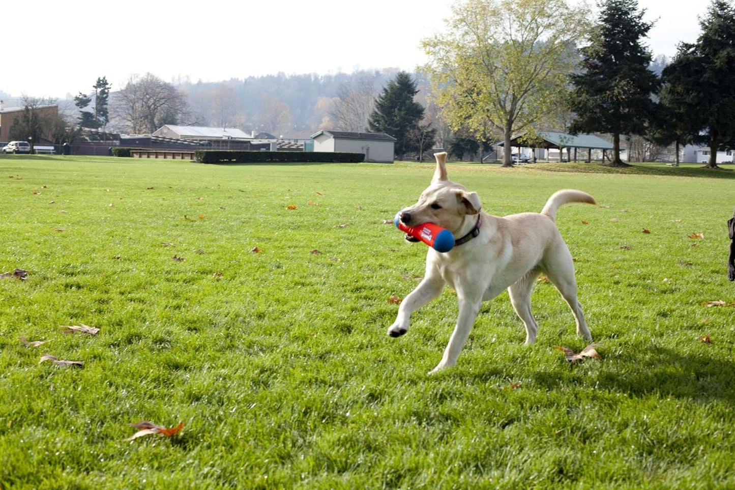 Chuckit! Tumble Bumper Toy for Dogs, Medium