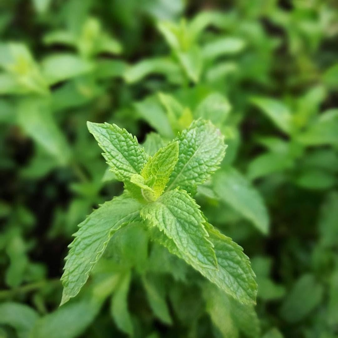 Gardena Reinigungsspritze